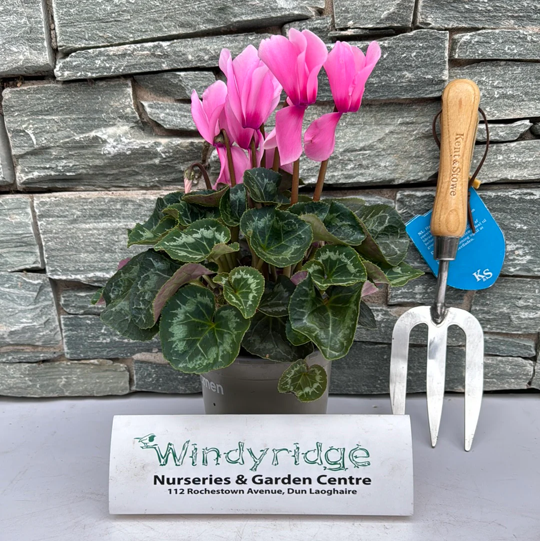 13cm Cyclamen