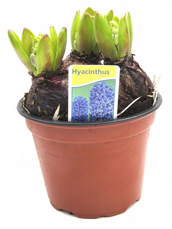 13cm Hyacinthus