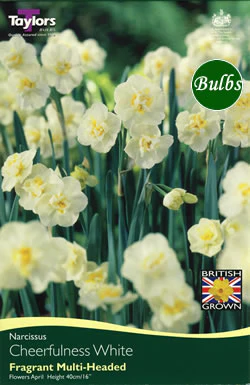15 NARCISSI CHEERFULNESS