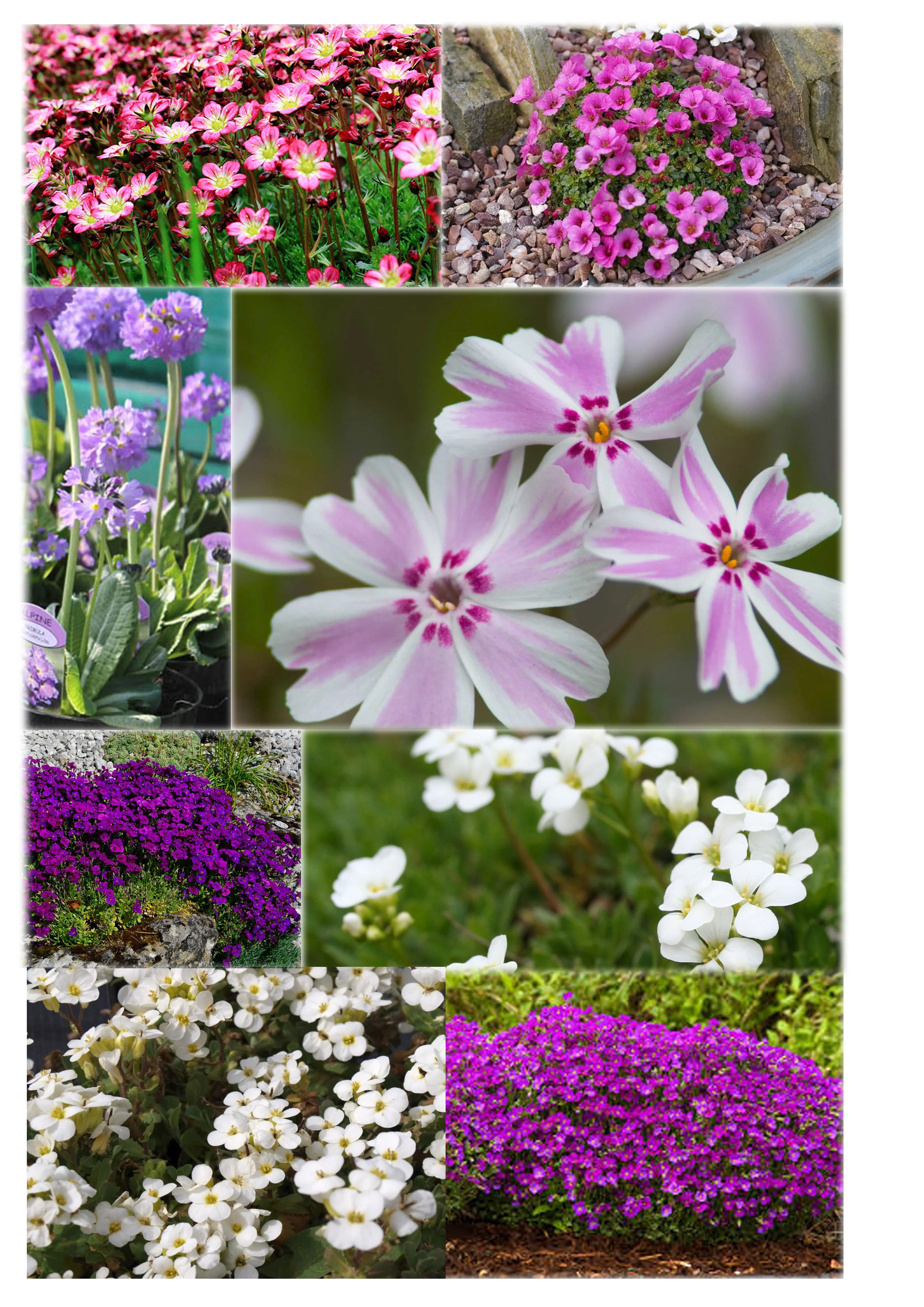 1ltr Alpines
