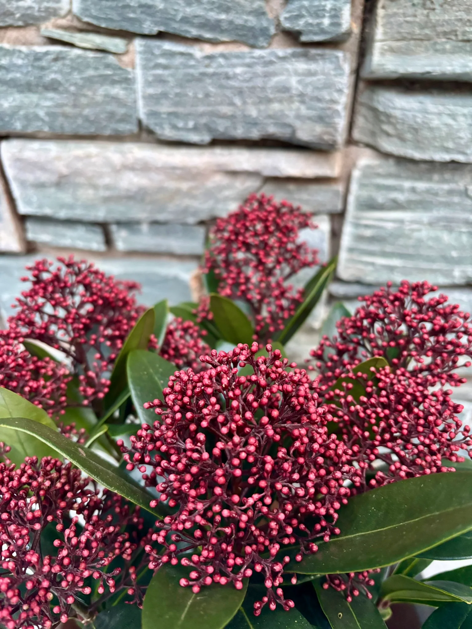 28 cm Square Pot with Skimmia Rubella - Image 2