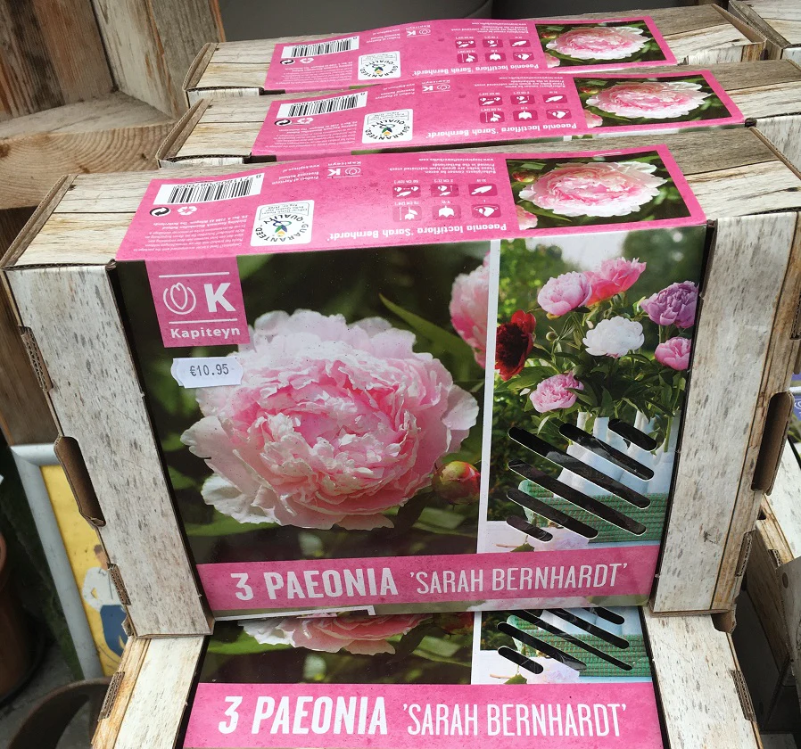 3 BEAUTIFUL GARDENS PAEONIA SARAH BERNARDT