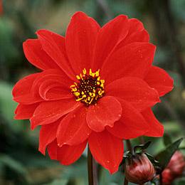 3 DAHLIA BISHOP OF LLANDAFF I