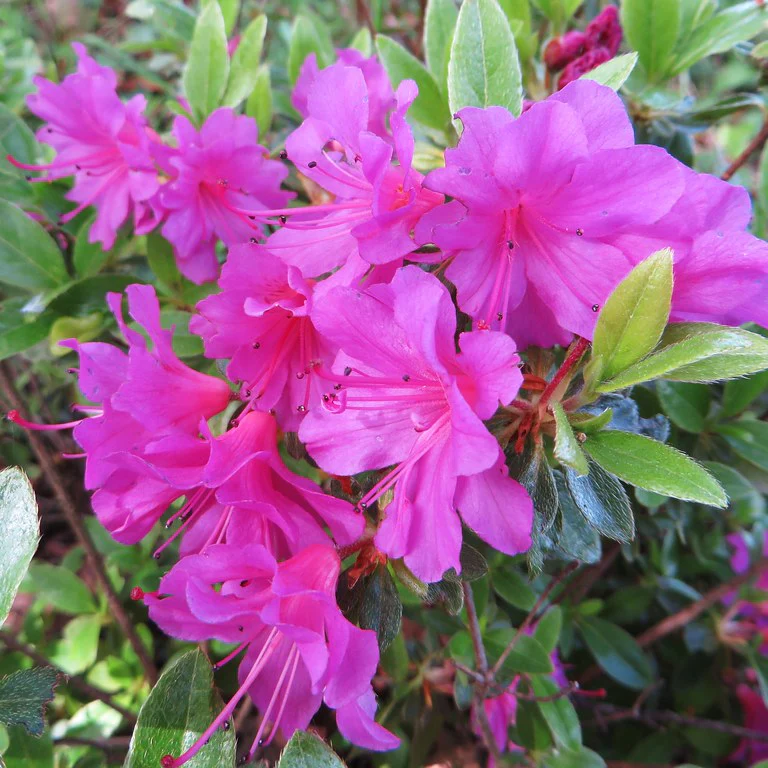 3 Litre Azalea