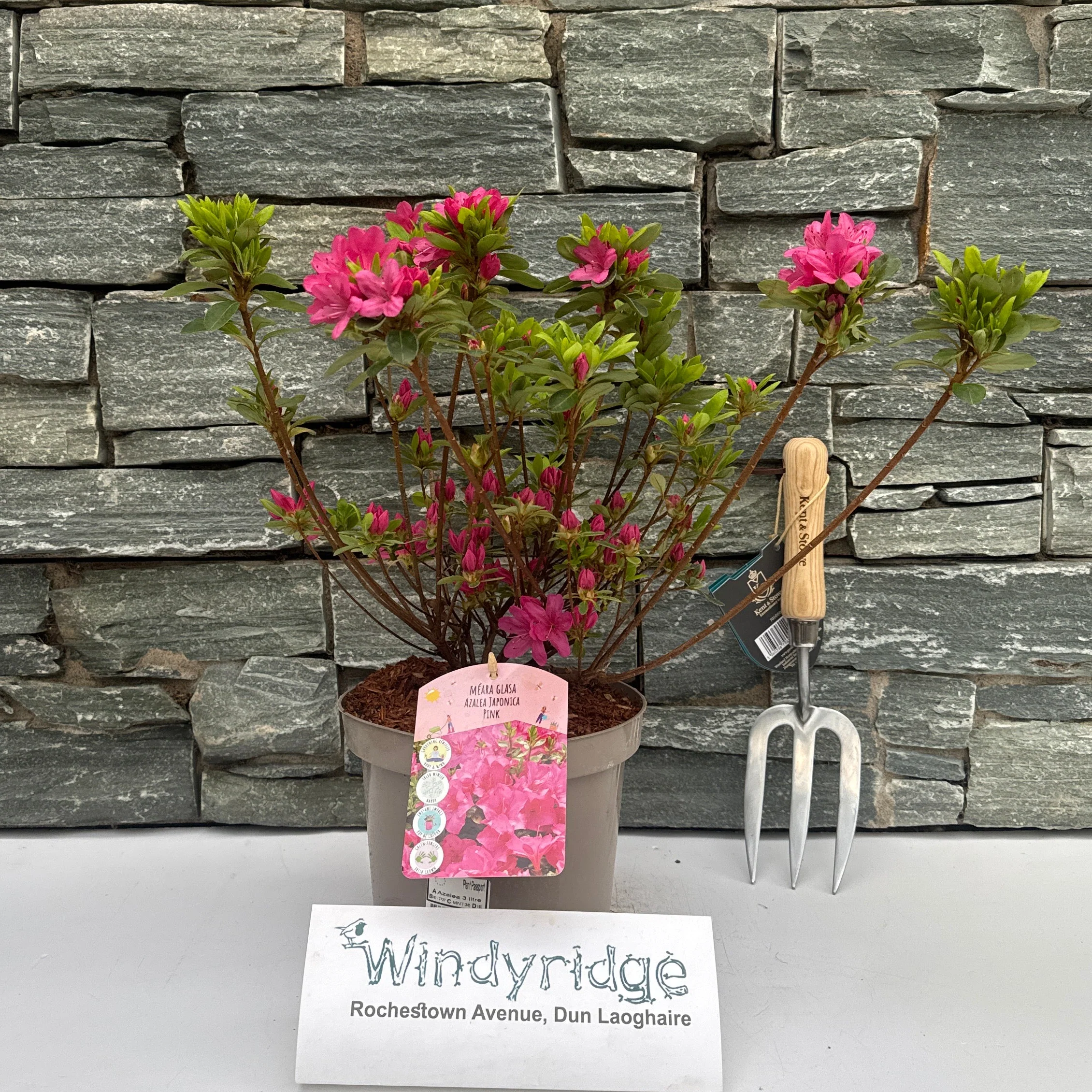3 Litre Azalea - Image 2