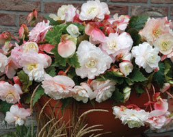 4 BEGONIA ODOR MOTHERS DAY 4-5 - Image 2