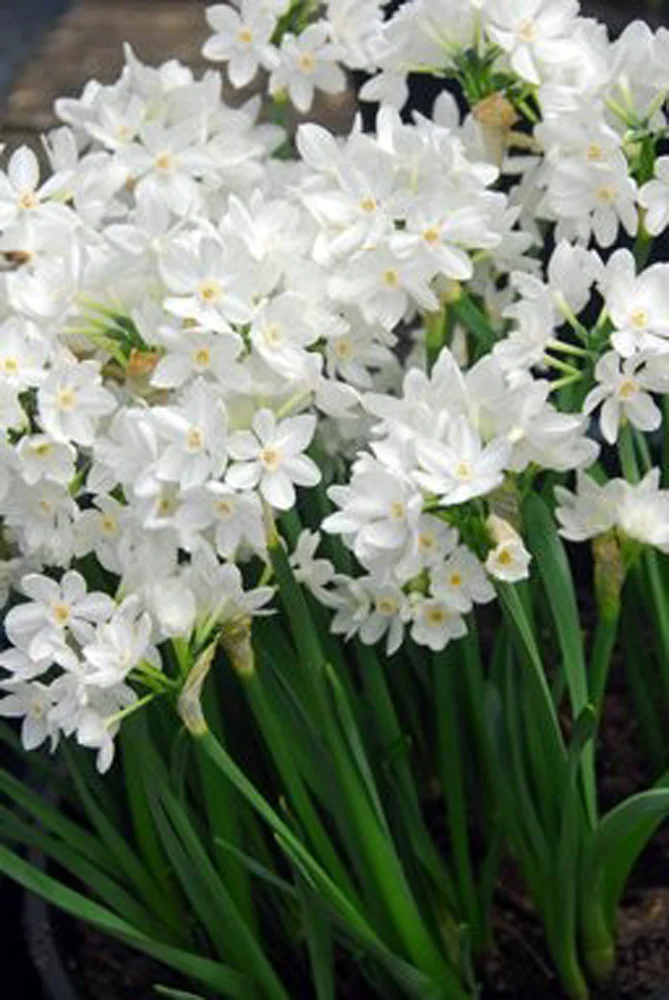 5 PAPERWHITE GRANDIFLORA   LOOSE