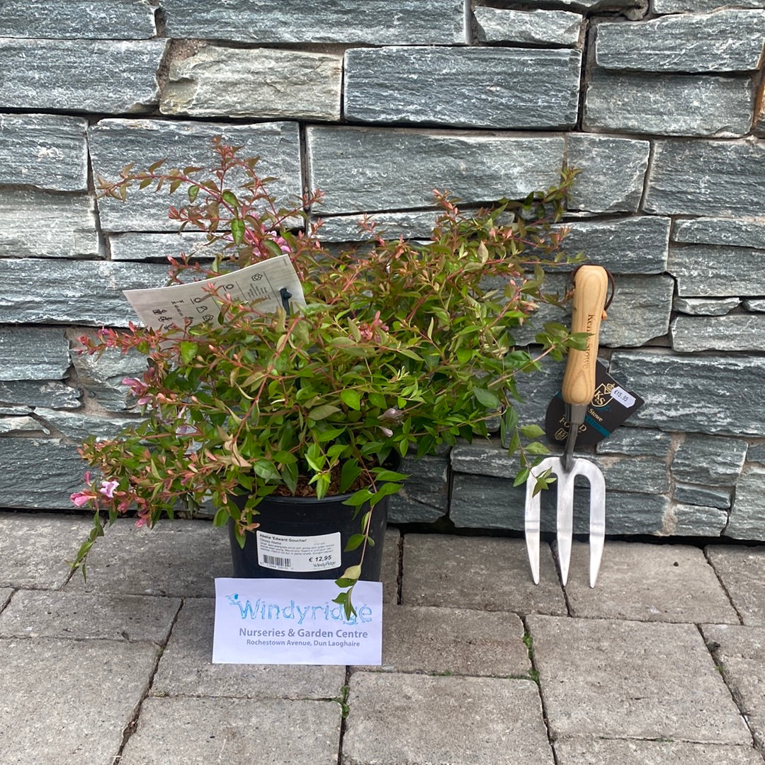 Abelia Edward Goucher 2 Ltr pot - Image 3