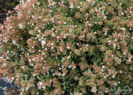Abelia grand. Happy Daydream 2 Ltr pot