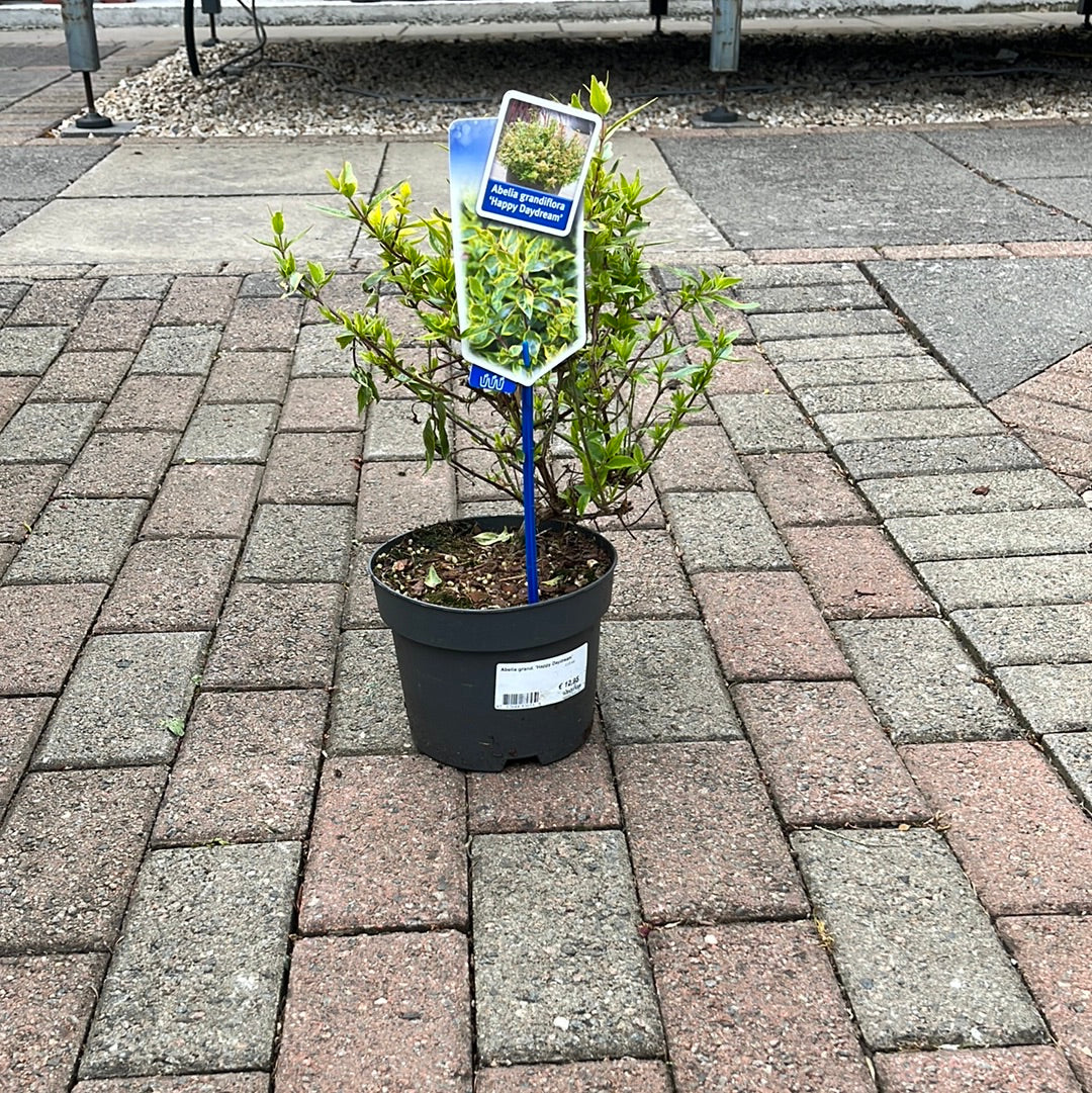 Abelia grand. Happy Daydream 2 Ltr pot - Image 2