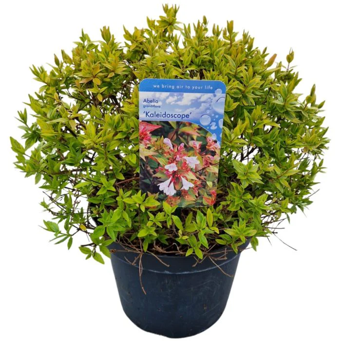 Abelia grand. Happy Daydream 2 Ltr pot - Image 3