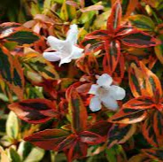 Abelia grand. Kaleidoscope  (2 Ltr pot) - Image 4