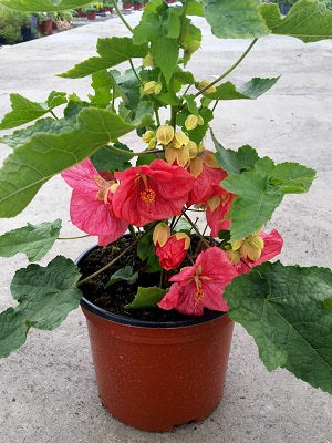 ABUTILON BELLA IN VARIETIES