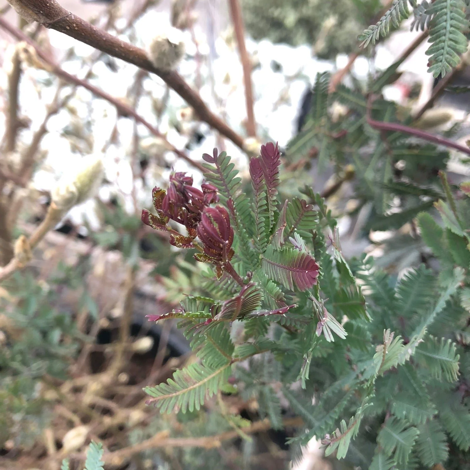 ACACIA baileyana Purpurea 7.5L - Image 2