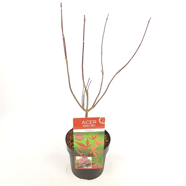 Acer Bloodgood - Image 3