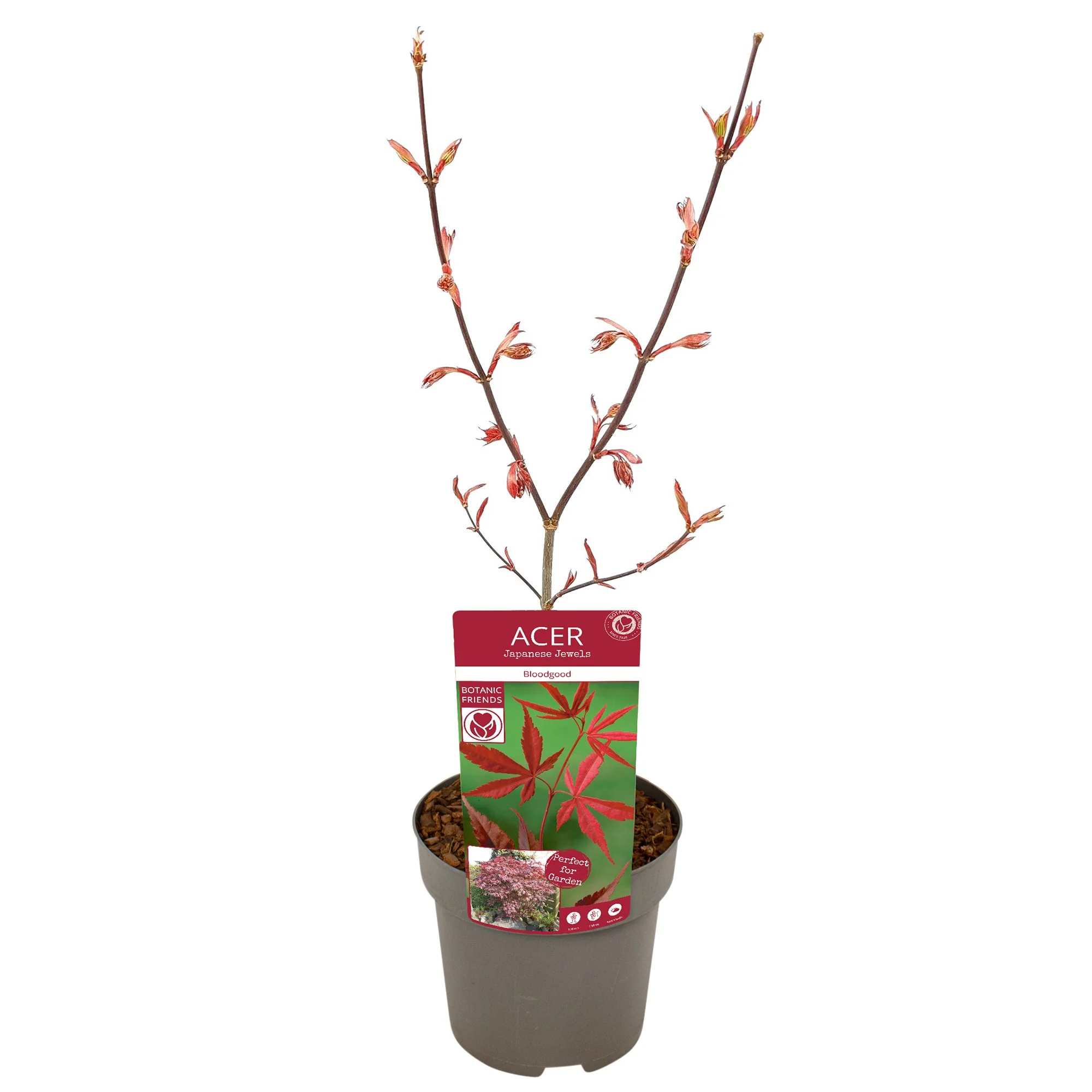 Acer Bloodgood - Image 5