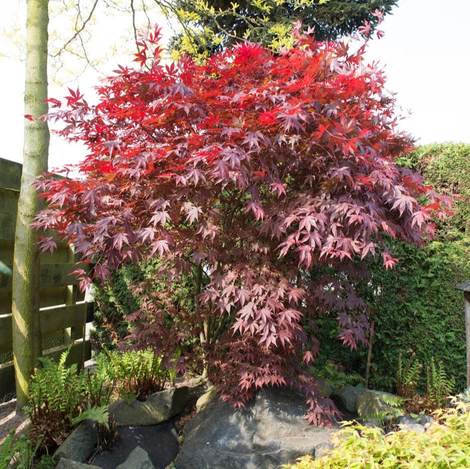 Acer Bloodgood - Image 6