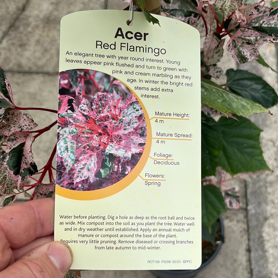ACER CONSPICUUM RED FLAMINGO 1/2 Standard 10ltr Pot - Image 5