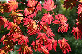 Acer japonicum Aconitifolium 30-40 CM - Image 3