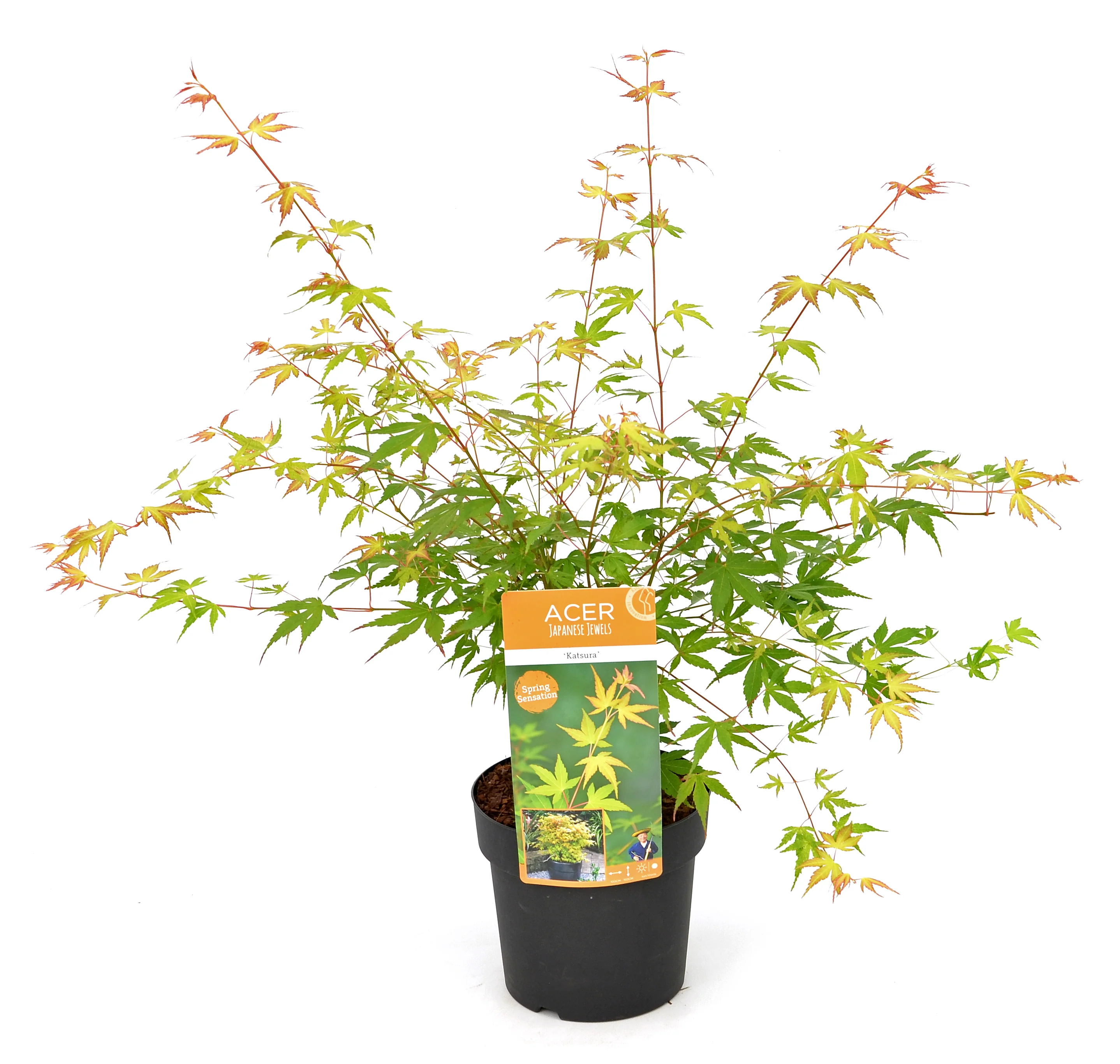 Acer Katsura - Image 2