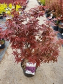 ACER P. TWOMBLYS RED SENTINEL