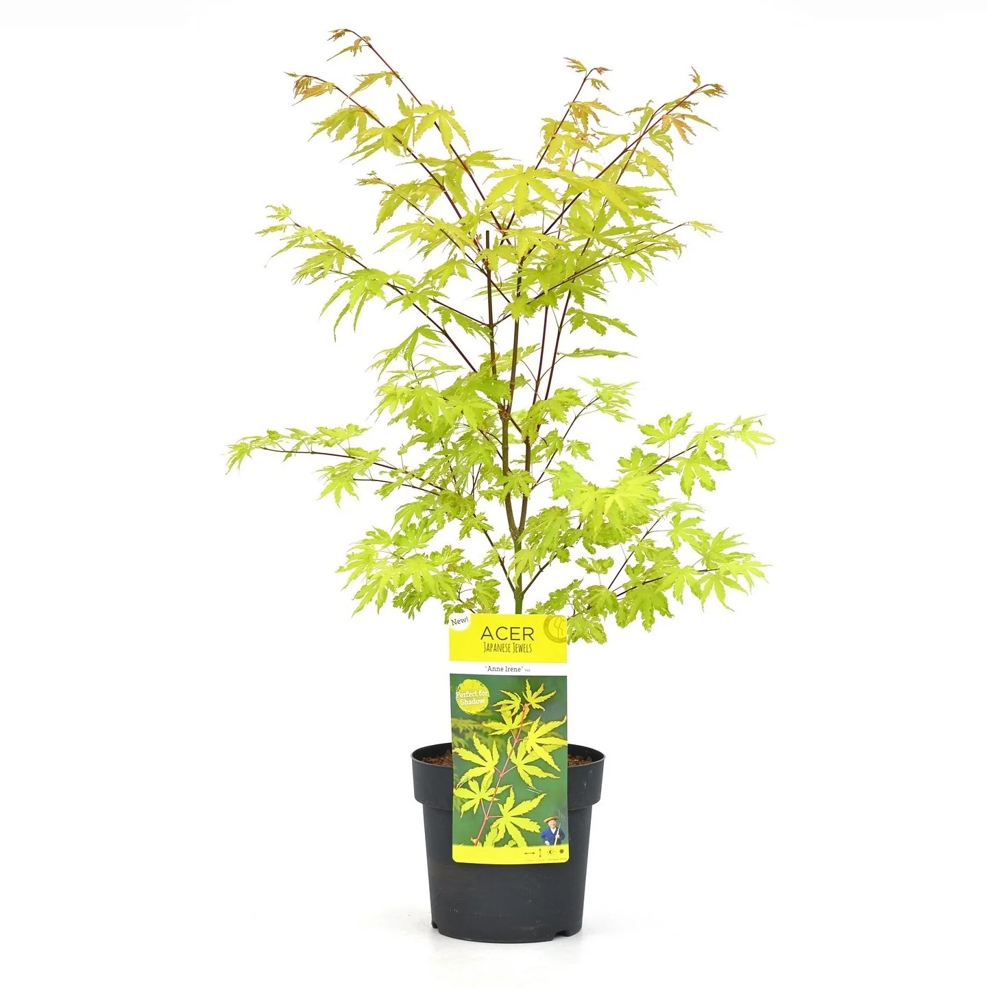 Acer pal. Anne Irene - Image 2
