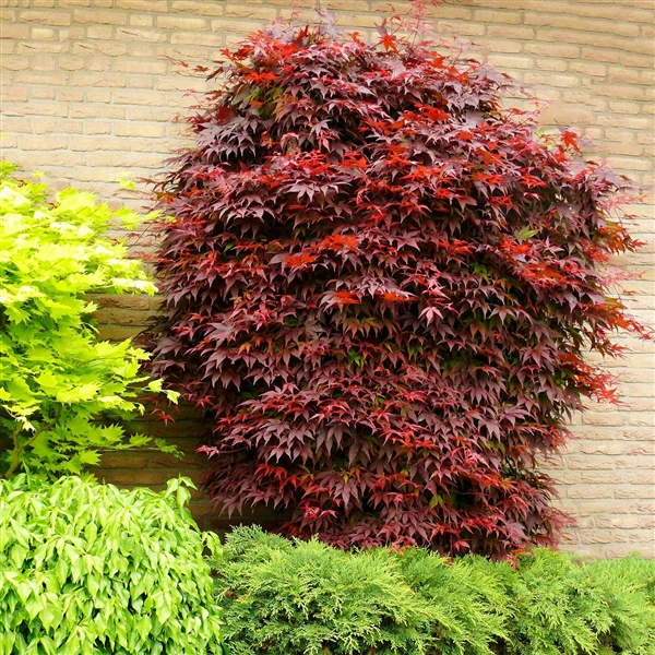 Acer pal. Atropurpureum - Image 5