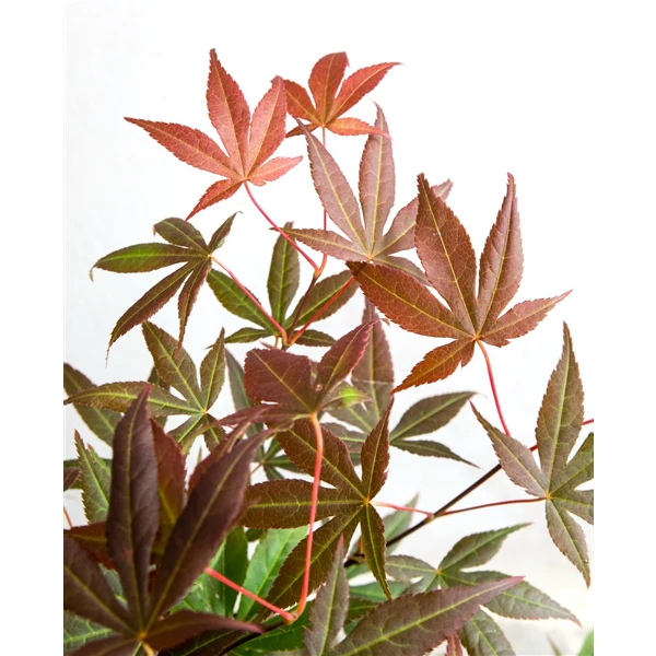 Acer pal. Atropurpureum - Image 4