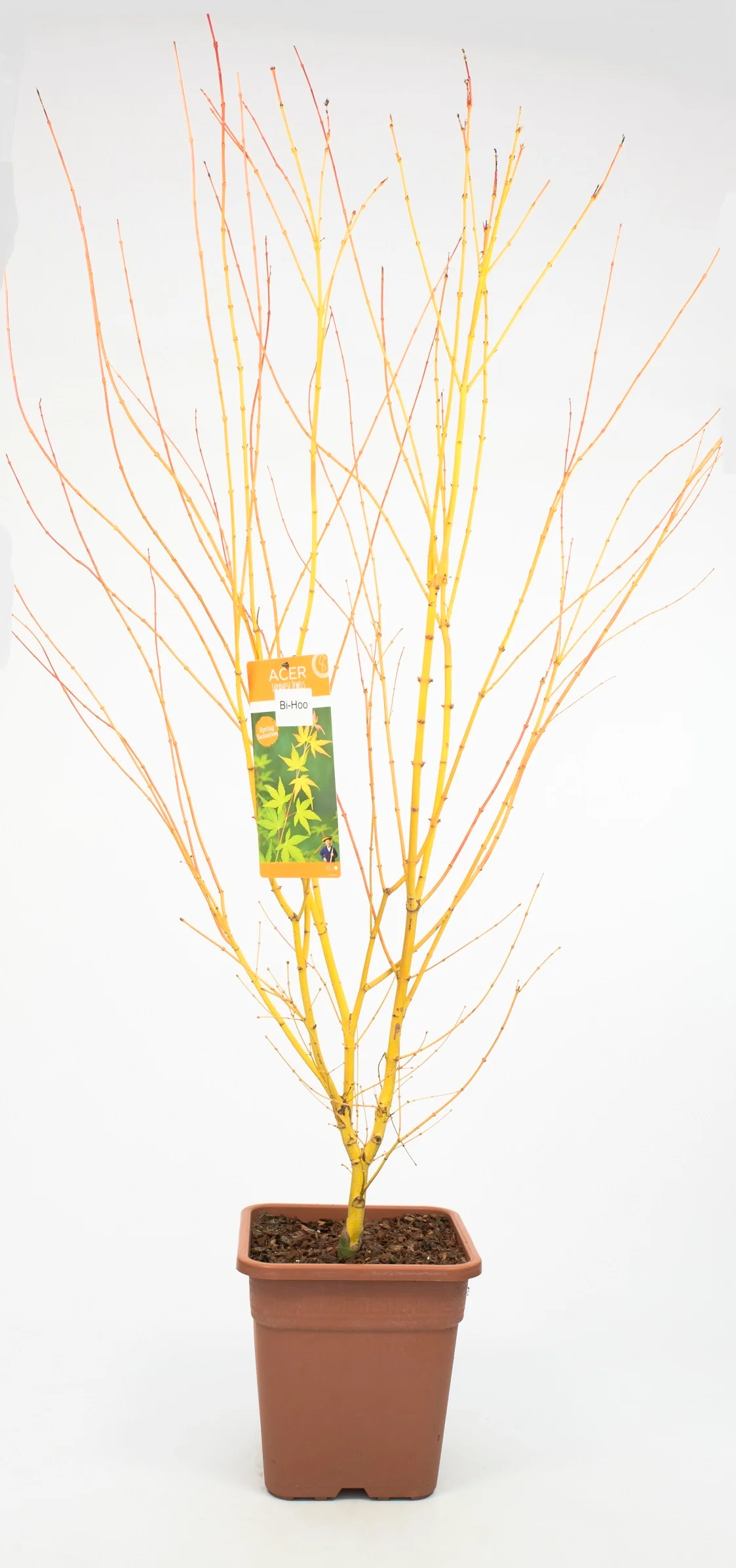 Acer pal. Bi-hoo