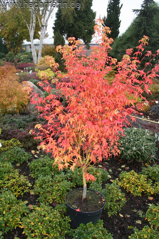 Acer pal. Bi-hoo - Image 2