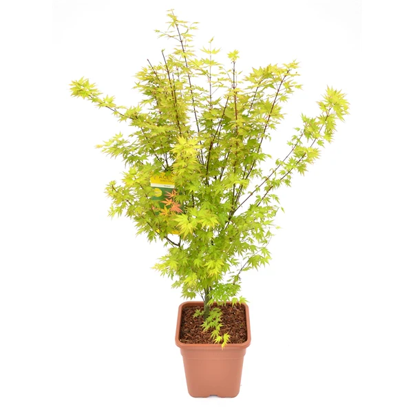 Acer pal. Bi-hoo