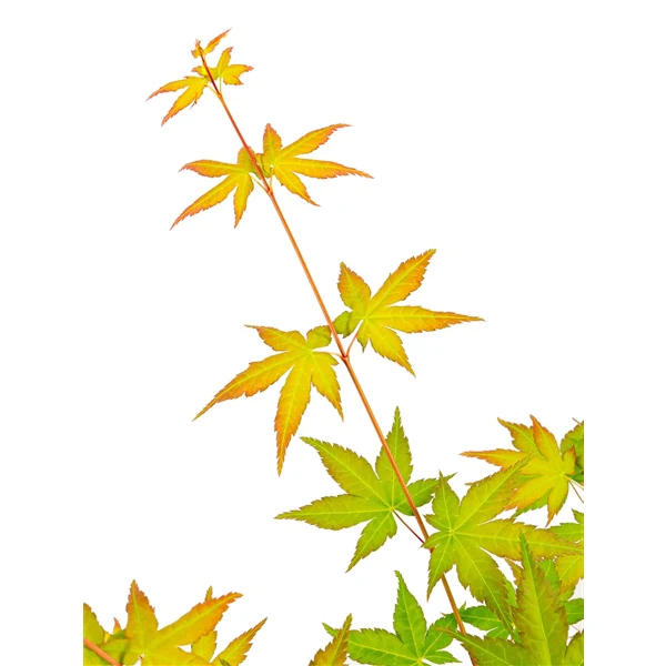Acer pal. Bi-hoo - Image 3