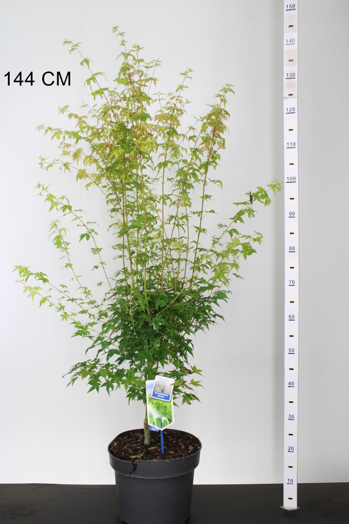 Acer pal. Bi-hoo - Image 3