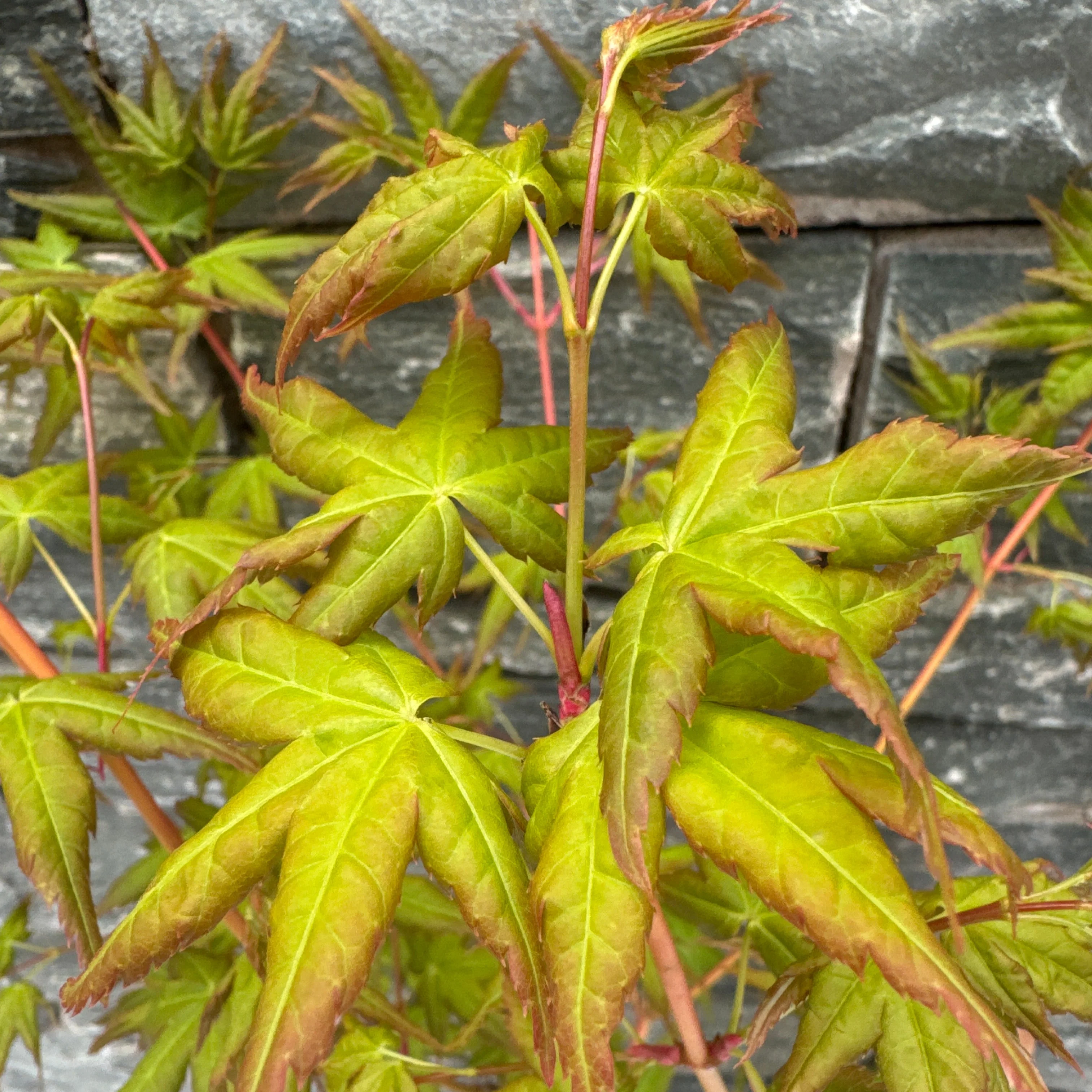 Acer pal. Bi-hoo - Image 2
