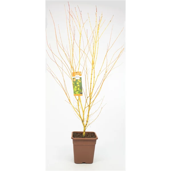 Acer pal. Bihoo - Image 2