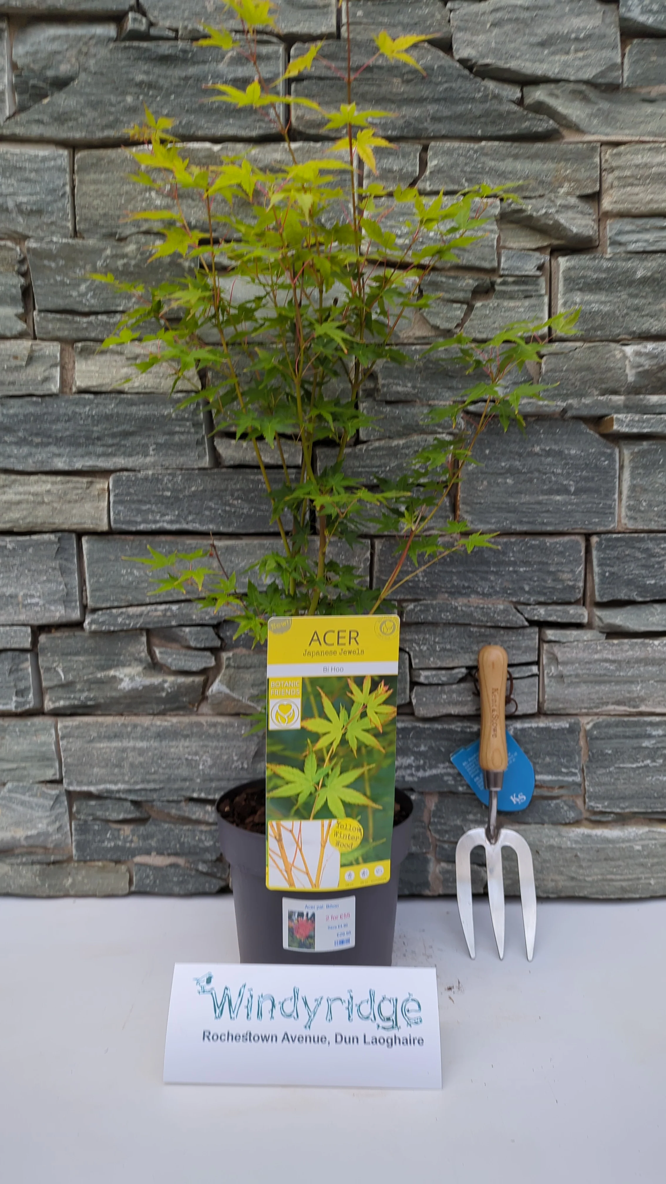 Acer palmatum 'Bihoo' 3 Ltr pot - Image 3