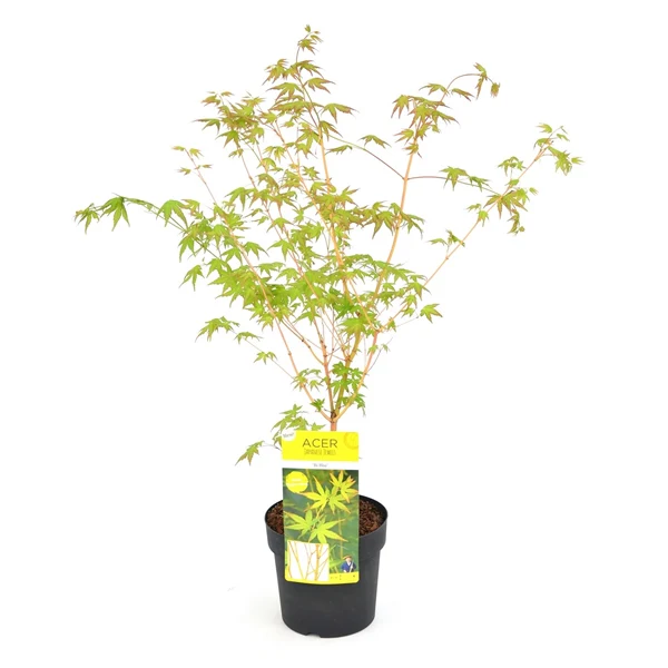 Acer palmatum 'Bihoo' 3 Ltr pot - Image 4
