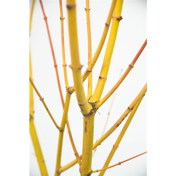 Acer palmatum 'Bihoo' 3 Ltr pot - Image 5