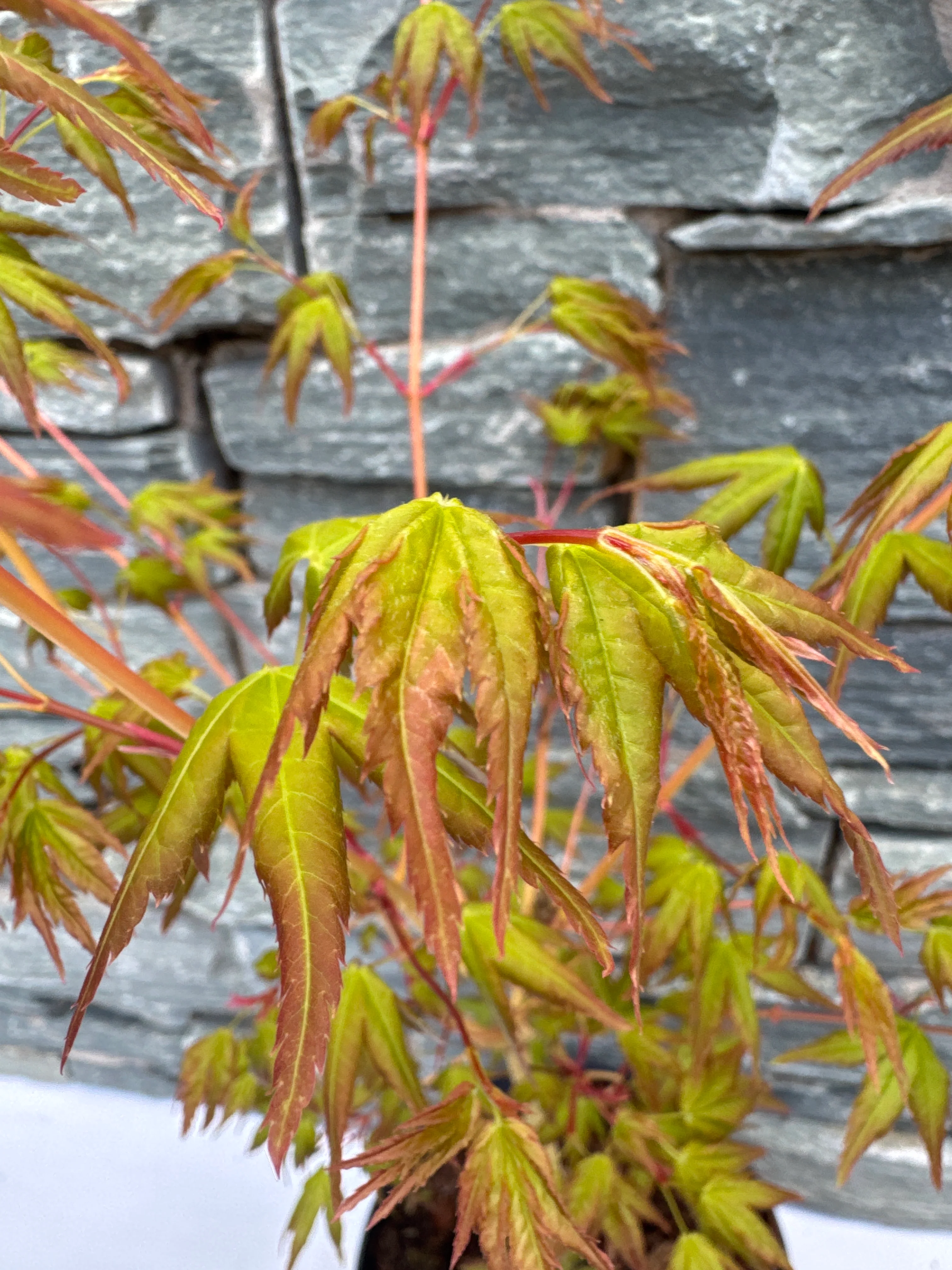 Acer palmatum 'Bihoo' 3 Ltr pot - Image 7