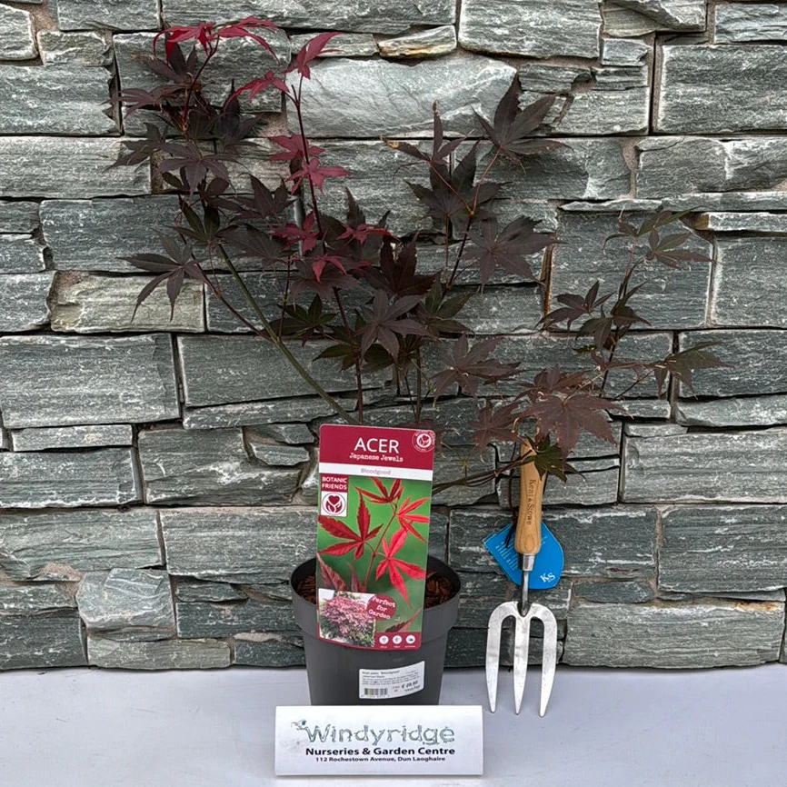 Acer palmatum 'Bloodgood' 3 Ltr pot