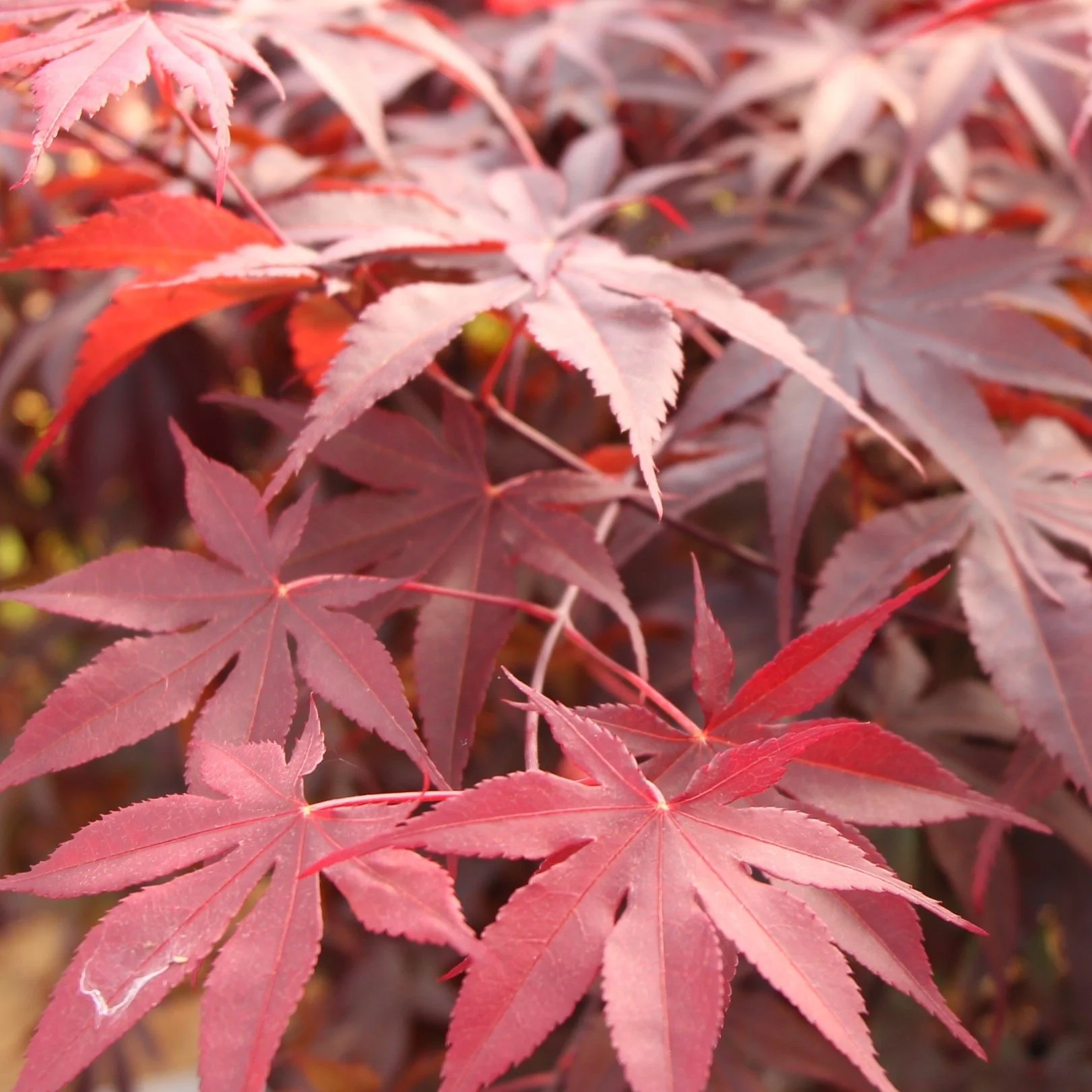 Acer palmatum 'Bloodgood' 3 Ltr pot - Image 2