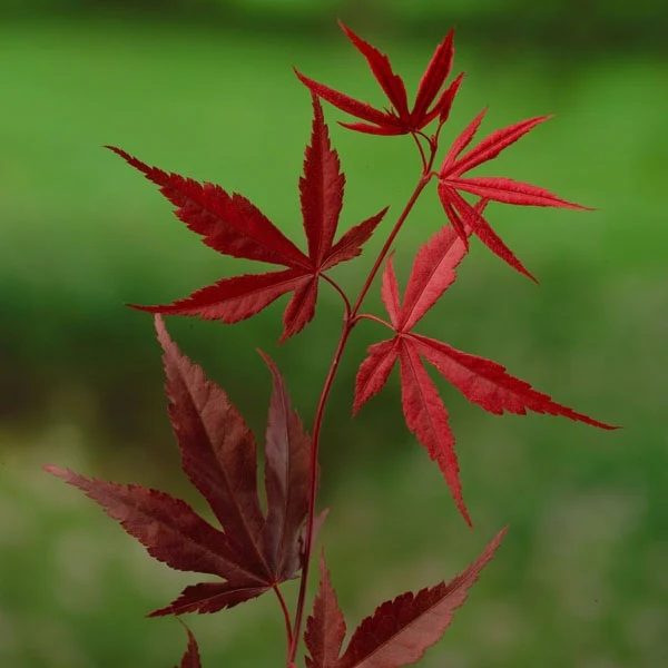 Acer palmatum 'Bloodgood' 3 Ltr pot - Image 5