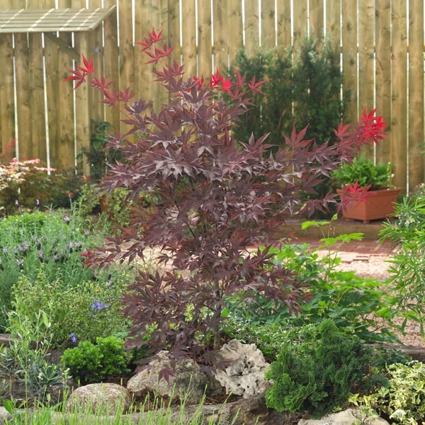 Acer palmatum 'Bloodgood' 3 Ltr pot - Image 6