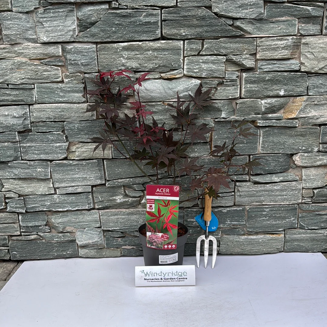Acer palmatum 'Bloodgood' 3 Ltr pot - Image 7
