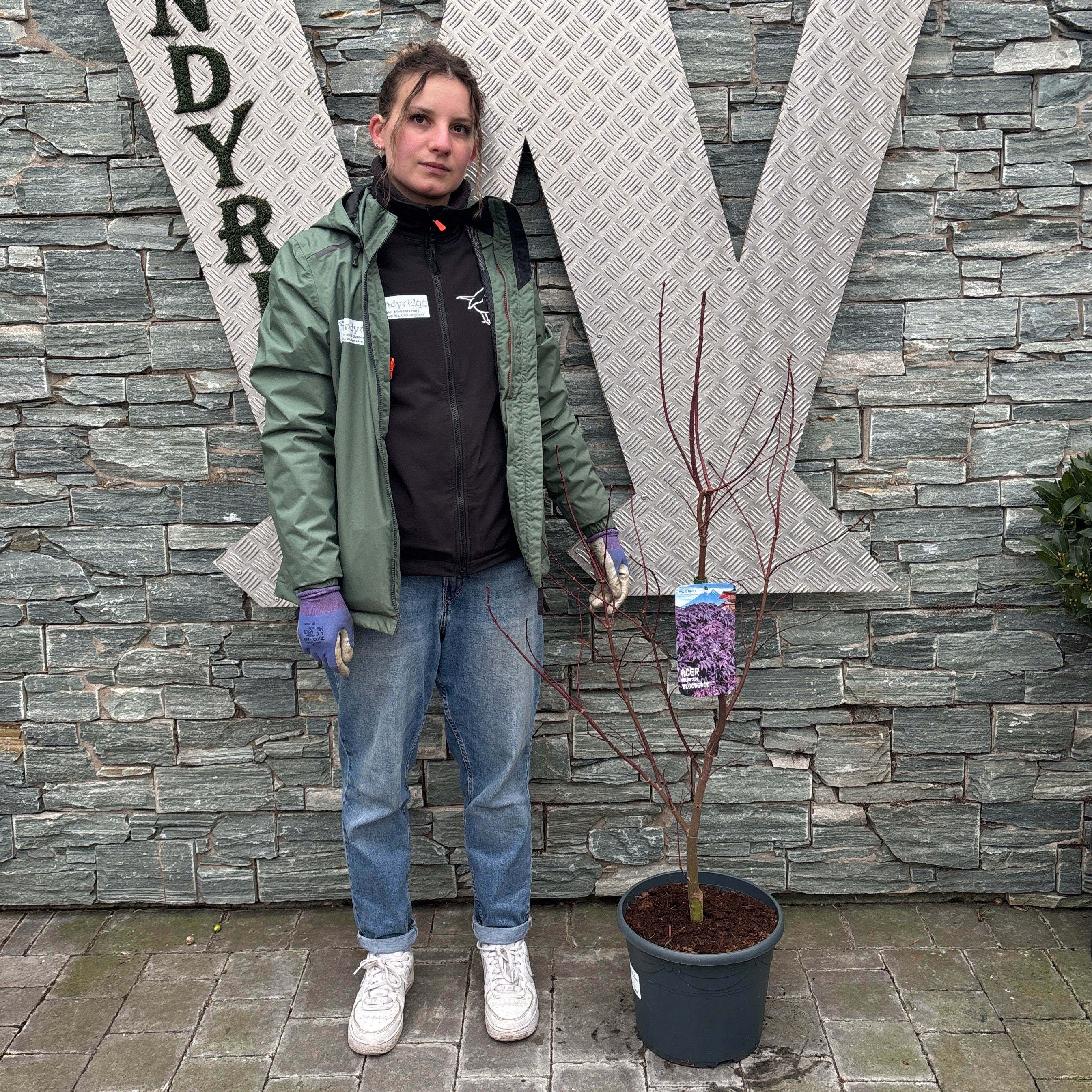 Acer pal. Bloodgood 60-80 cm Deco 10L. bush - Image 2