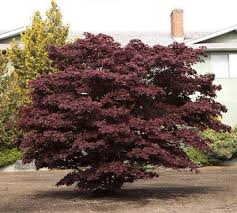 Acer pal. Bloodgood - Image 4