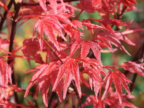 Acer pal. Deshojo