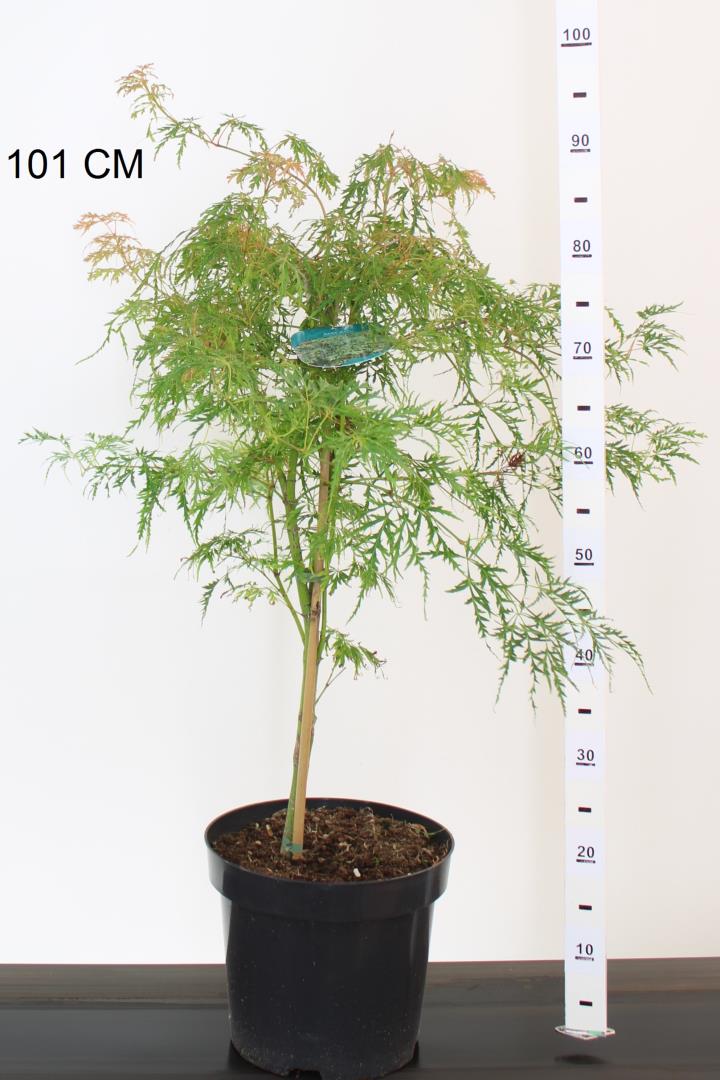 Acer pal. Dissectum - Image 2