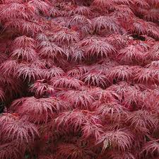 Acer pal. Garnet - Image 2