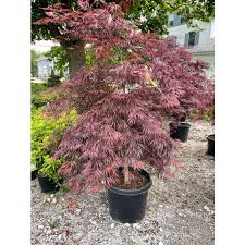 Acer pal. Inaba-shidare